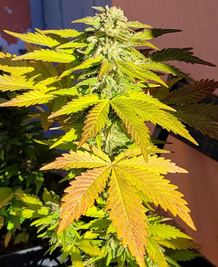 HELLFIRE OG - Kannabia - WWW.SEEDS-BANK.CZ JIHLAVA